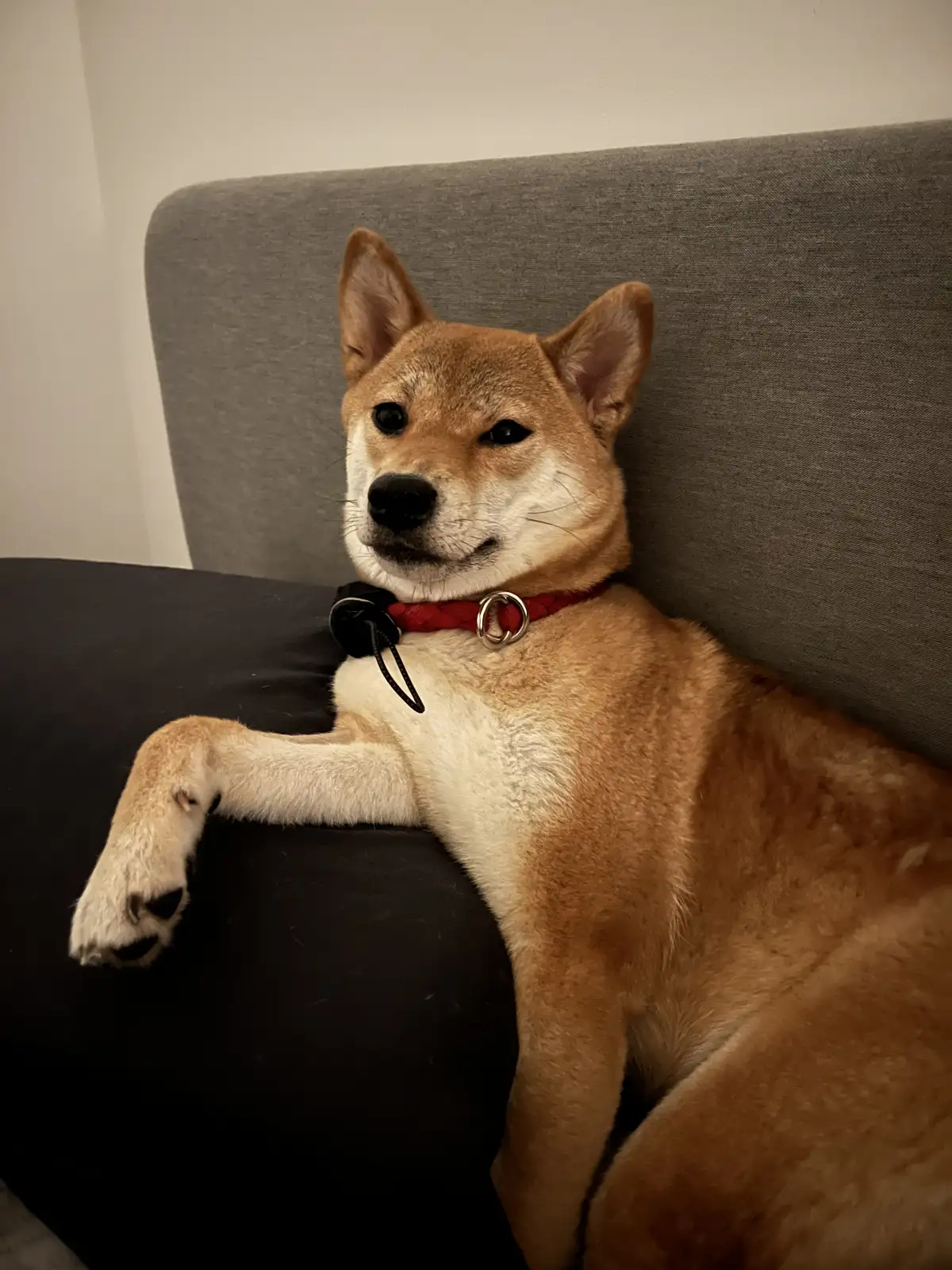 Luna waiting for you to ship