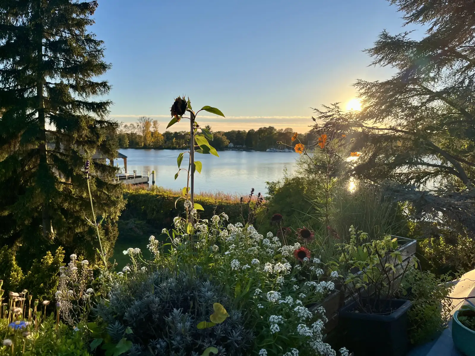 Sunset over the river Havel with trees and flowers in the foreground.