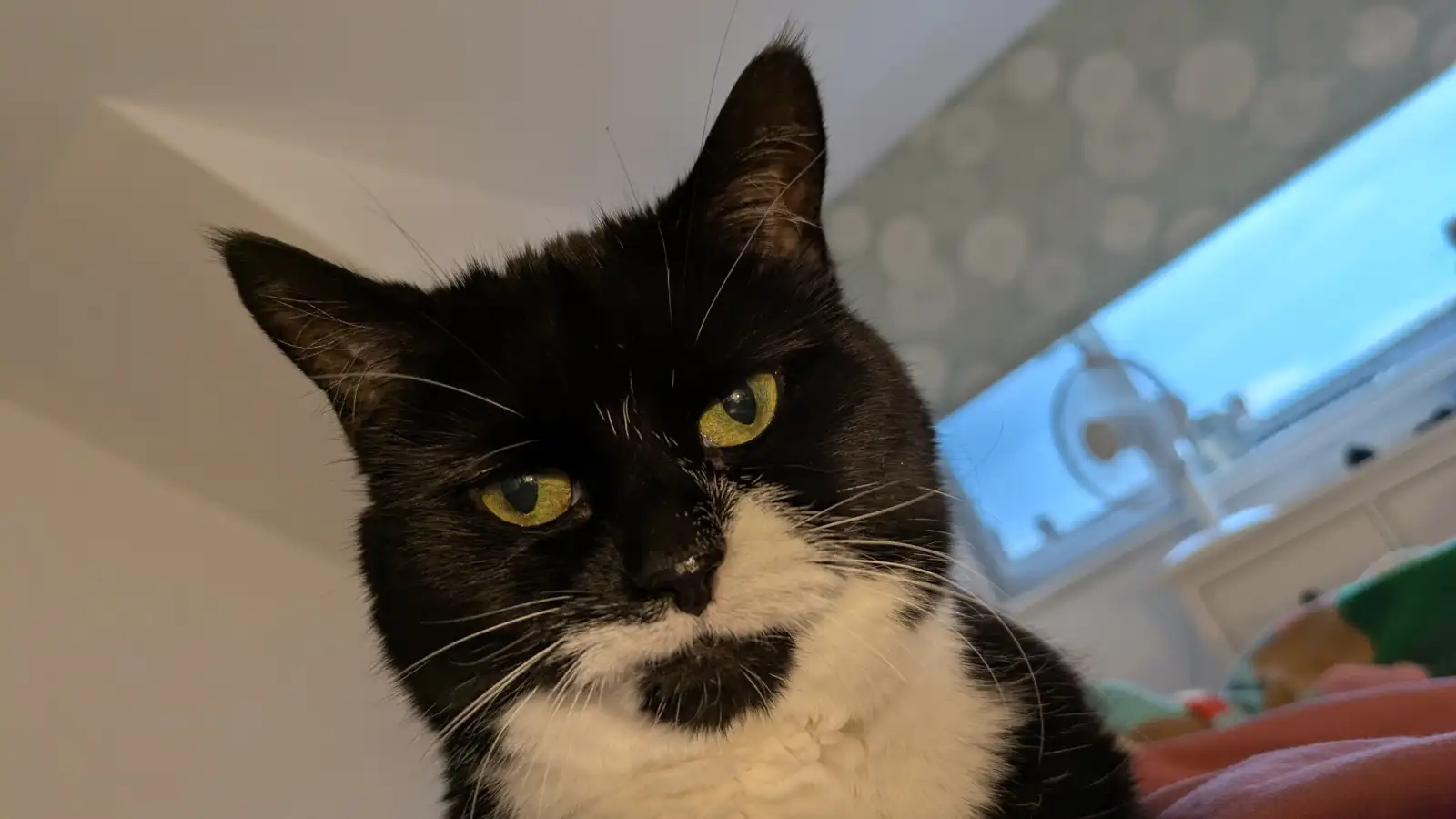Photograph of a tuxedo cat. She looks very serious and slightly judgemental.