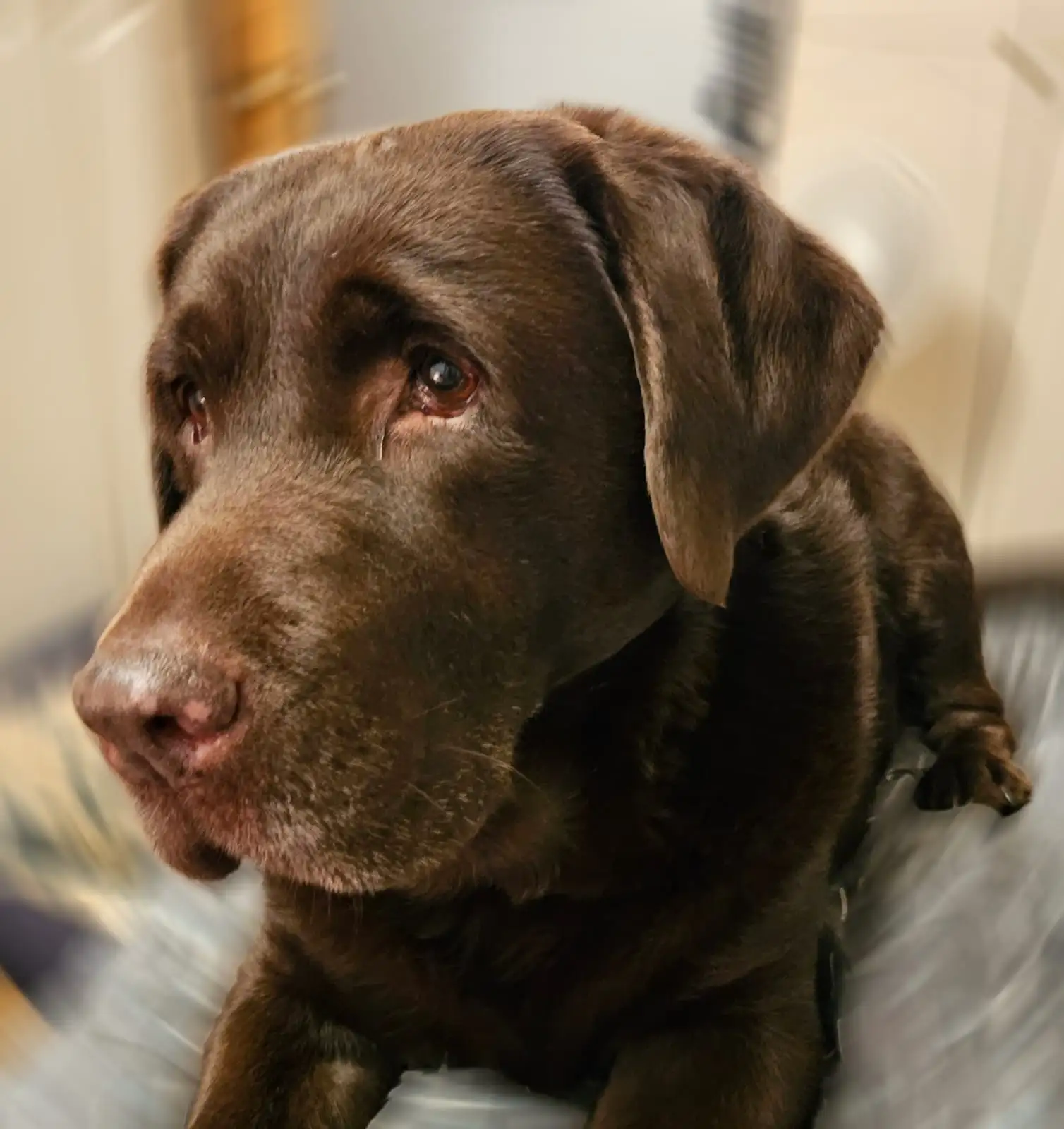 A chunky chocolate Labrador face close-up