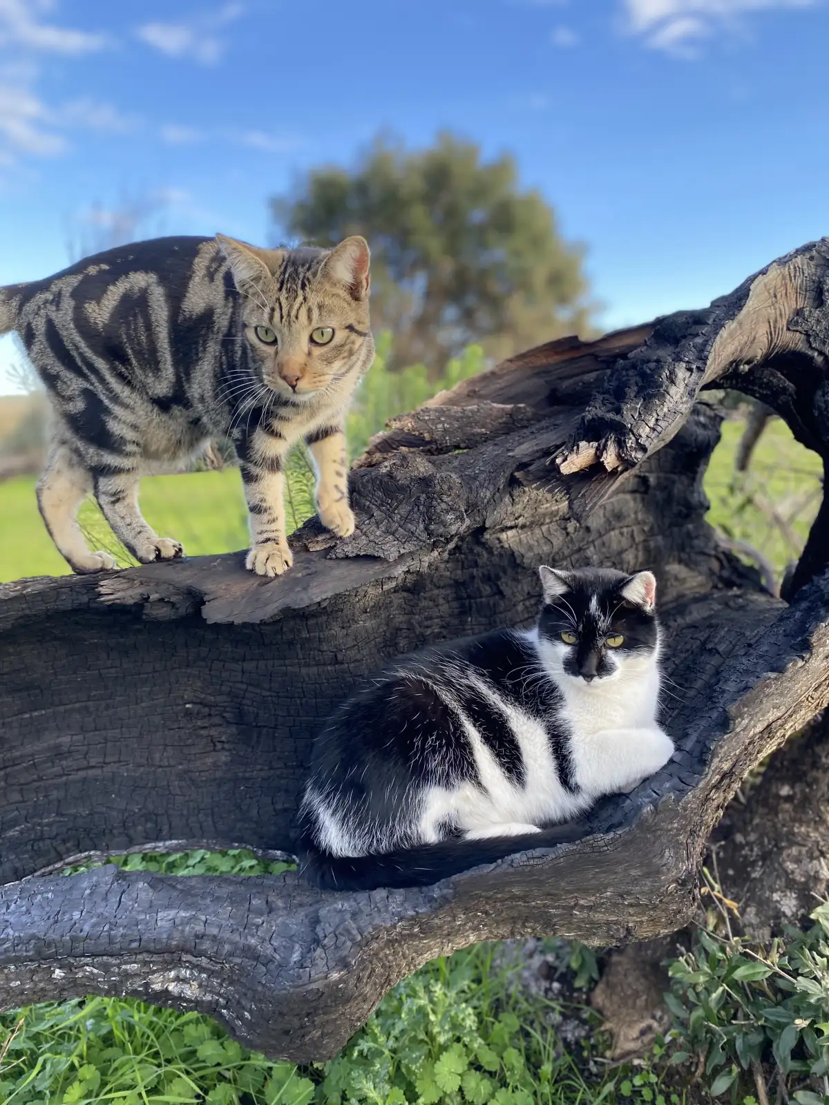 Splash and Merry, two cats sitting on a log.