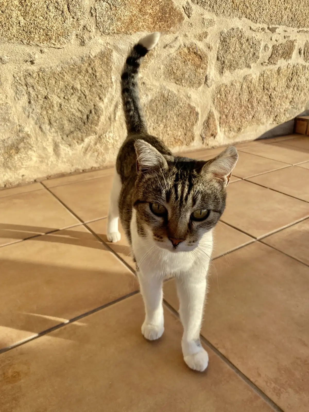 Tiger the farm cat.
