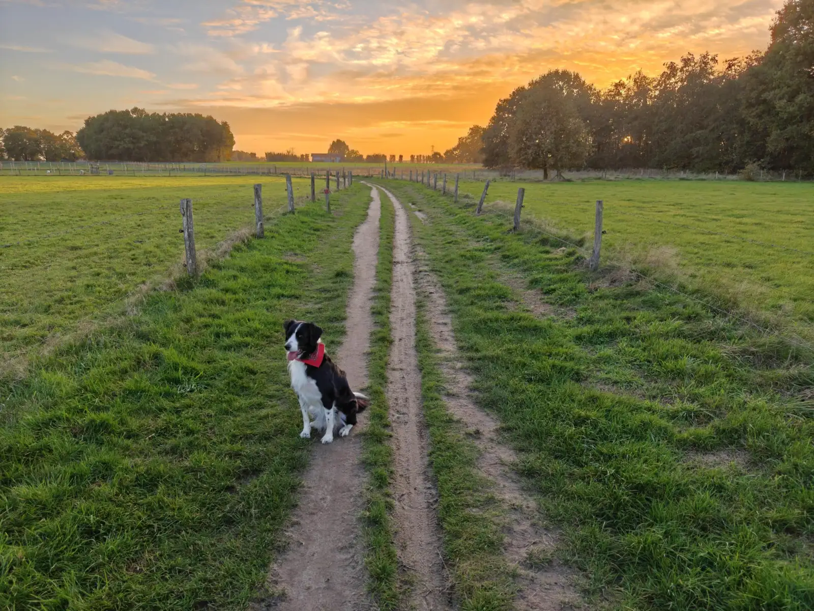 Nala, the Border Collie mix sitting on a dirt path, grass fields on either side, the setting sun and a Forrest in the background.